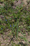 Prairie pleatleaf